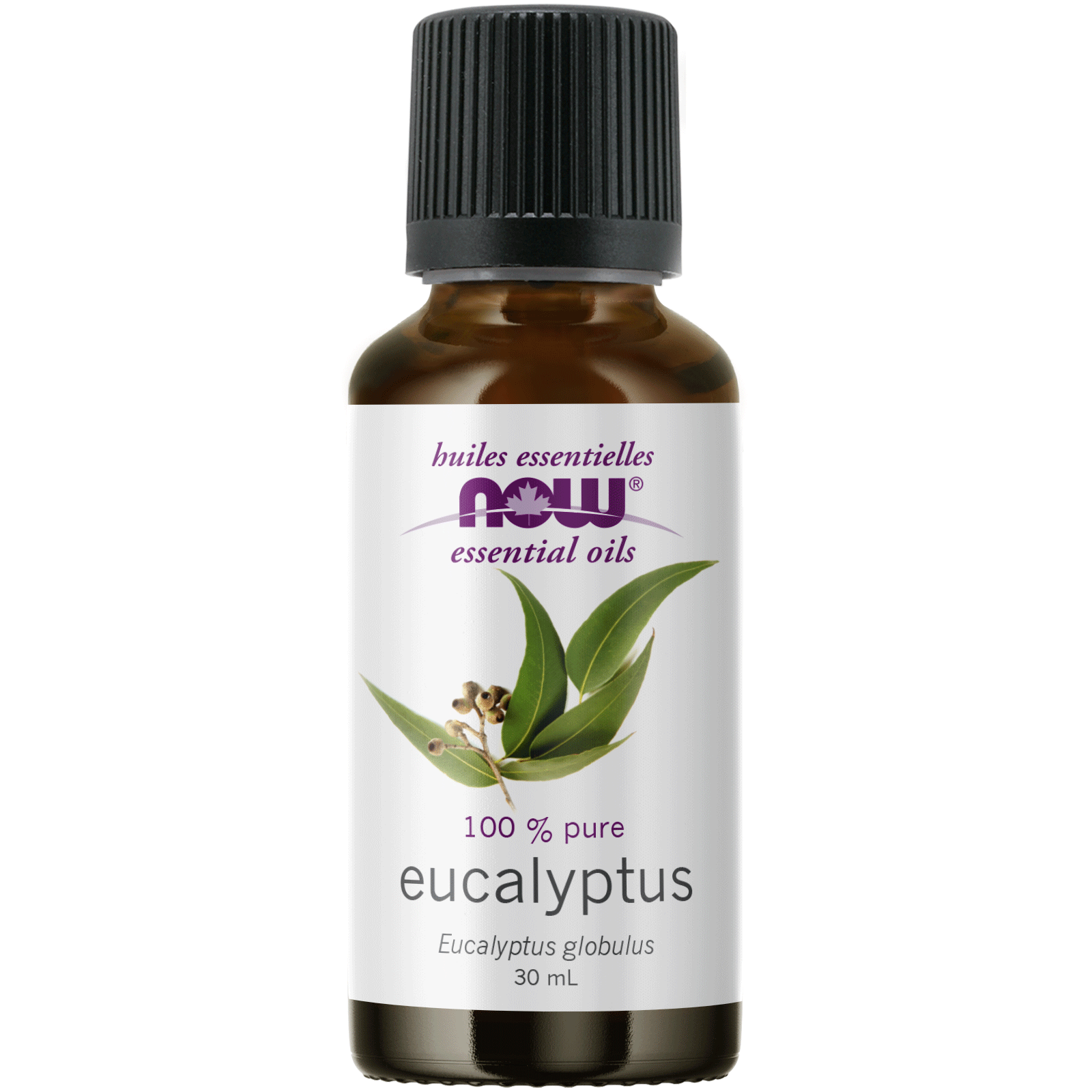 EUCALYPTUS